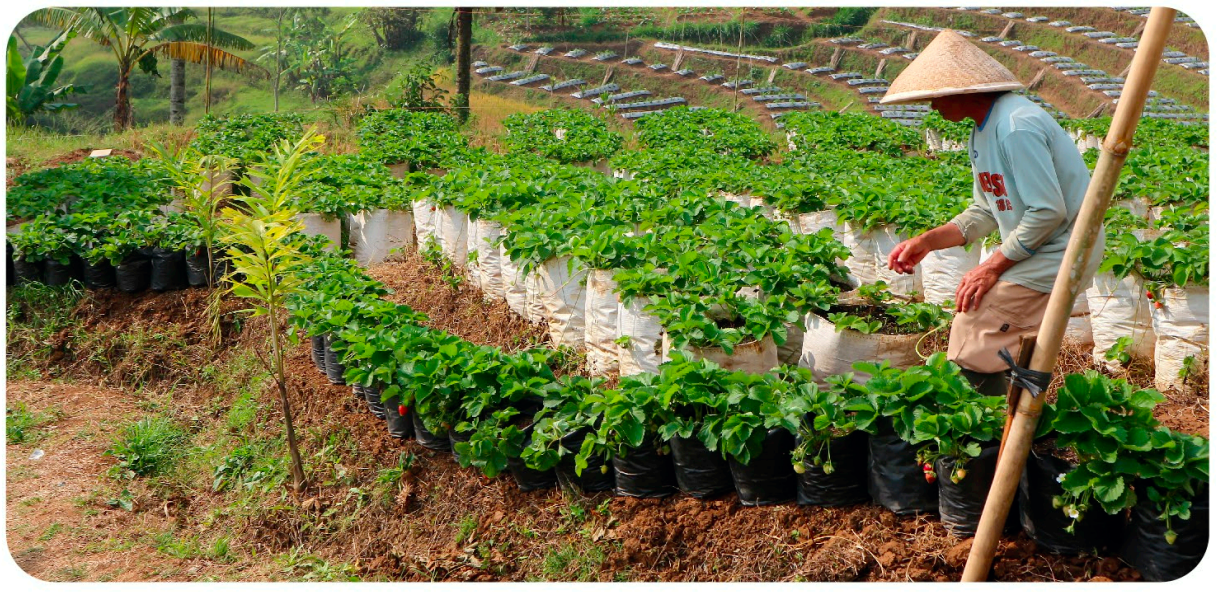 Foto Kebun Strawberi (Aplikasi dosis)