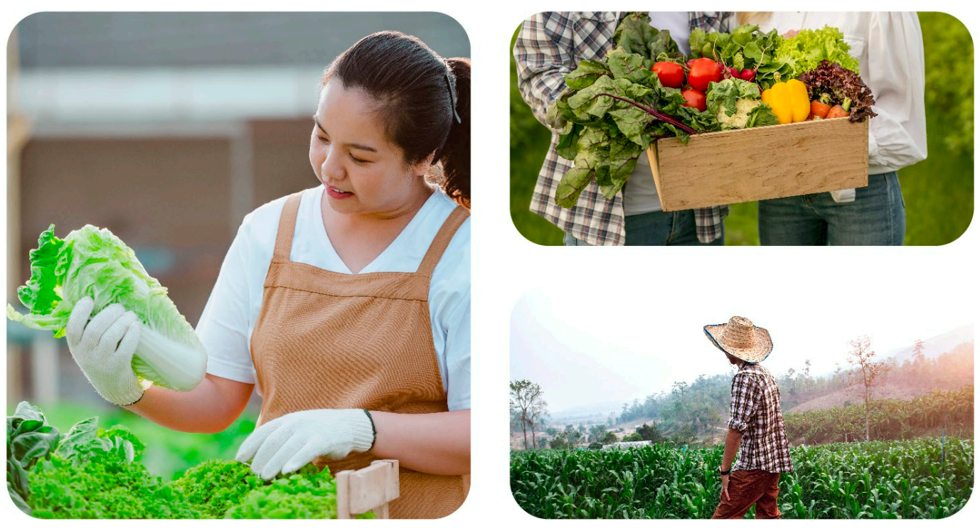 Foto Petani memegang sayuran hijau (Close up)
